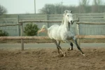 Лошадь конь коневодство