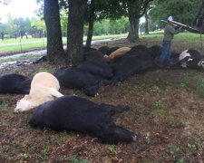 Молния убила два десятка коров