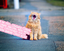 Cute-cat-yawns_1920x1200