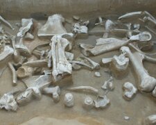 У Сибіру знайшли найбільше «кладовище» мамонтів (фото)