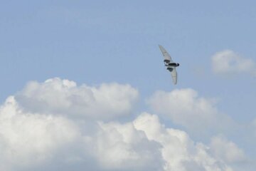 "Фурия" беспилотник БЛА