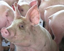 fe46f8-20080715-hog
