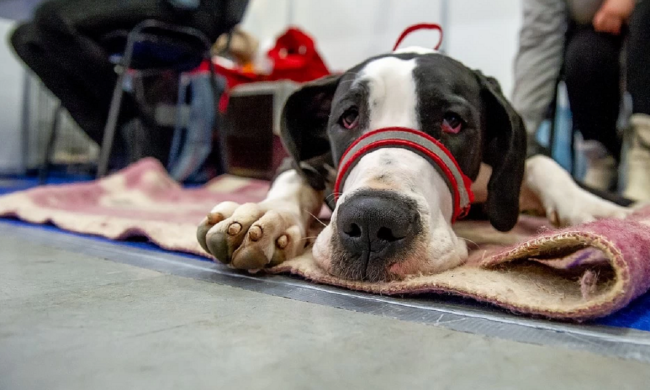 Догхантрери активізувалися в Одесі: "Полюють не тільки на бездомних", кадри