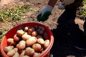 урожай картофеля