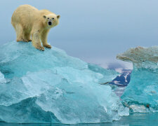 ледниковый период, медведь, лед