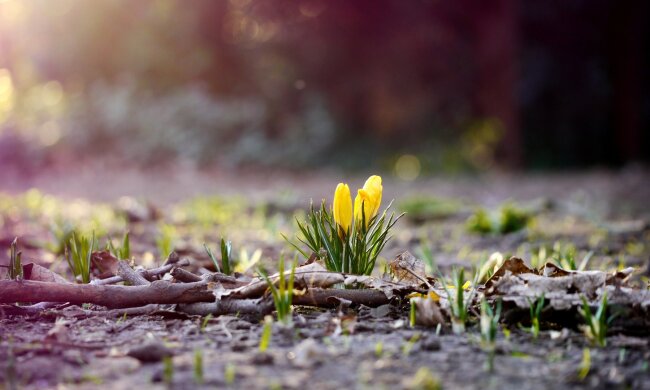 погода в украине, март, цветы, тепло