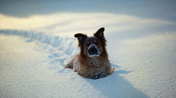 собака, снег
