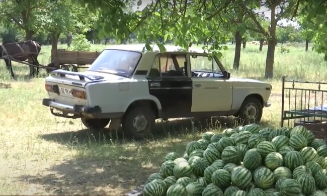 цены на арбузы и дыни в 2023 году в Украине: прогноз эксперта