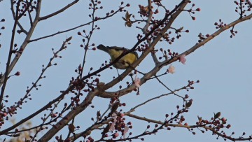 прогноз погоди на тиждень з 24 по 30 квітня у Києві