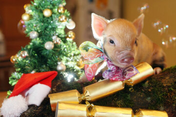 китайский гороскоп на 2019 год, свинья, кабан