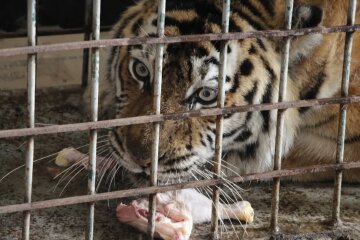 У Дніпрі розповіли про складнощі евакуації тварин з Харкова: відома доля тигра