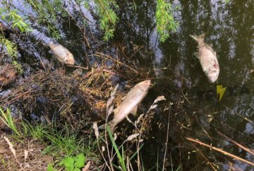 Стоит жуткая вонь: под Харьковом в пруду массово гибнет рыба, детали и кадры