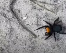 "Кусає дуже боляче": небезпечного павука помітили на українській землі, кадри "хижака"