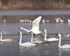 Сотни лебедей вышли на "охоту" в Одесской области: "ныряют и ищут еду"