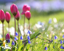 весна цветы тюльпаны поле