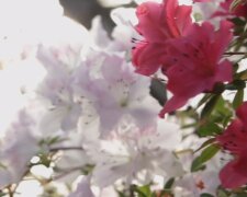 У ботсаду Кривого Рогу розпустилися рідкісні квіти: кадри неймовірного природного явища