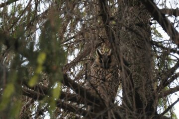 филин, сова