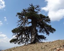 160821113546-adonis-oldest-tree-exlarge-169
