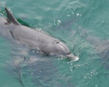 Стая дельфинов устроила шоу в одесском порту, видео: "подплывали к причалам и ..."