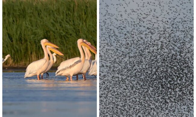 Перед Новым годом в Одесскую область вернулись розовые пеликаны: что это означает
