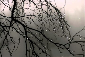 погода на сегодня, матвеев день, оттепель, капли, дерево