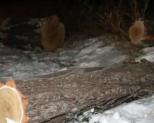 Банда лесничих вырезала леса на миллионы гривен на Львовщине, раскрыта циничная схема: "Реализовывали..."