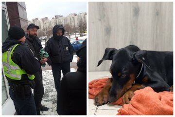 В Киеве горе-хозяин едва не погубил своего щенка, фото: псу ищут новую семью