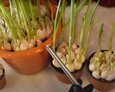 Как выращивать чеснок дома на подоконнике круглый год