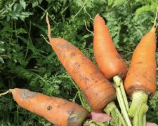 Дефіцит моркви в Одеській області