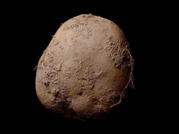 ирландский картофель фото за миллион евро