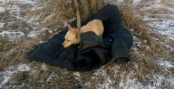 Українець ціною власного життя врятував свого собаку: у поліції повідомили подробиці, кадри з місця