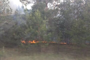 600 при нормі 20: спливли нові подробиці про пожежу в Чорнобильському лісі