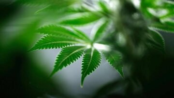 Канадський вуз запустить курс з вирощування марихуани