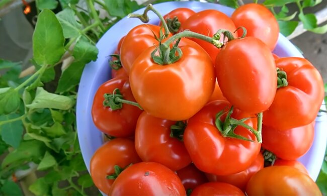 Як виростити гарний урожай помідорів