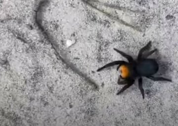 "Кусає дуже боляче": небезпечного павука помітили на українській землі, кадри "хижака"