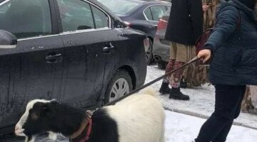 Киевлянка в центре города выгуливала на поводке козу, фото: "не боялась людей и..."