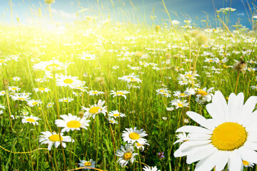 гороскоп на июнь, лето ромашки