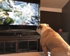 Собака дивиться телевізор