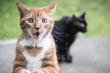 кот коты кошка кошки животные