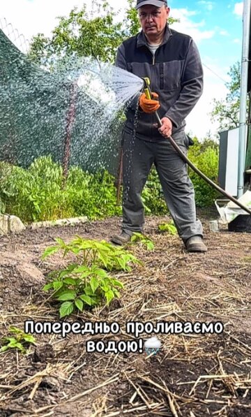 Чем подкормить малину