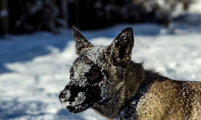 собака, лед, обледенение, зима, холод