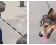 У Харкові жінка силою тягла на повідку собаку зі зламаною лапою: втрутилася поліція