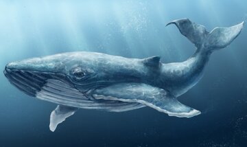 синий кит