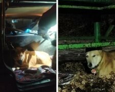 Киевлянка оставила пса на улице, а сама уехала в Польшу: стала известная судьба Джека