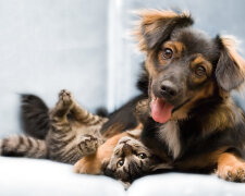 funny-cat-and-dog-friend-wallpaper-hd