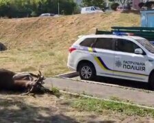 У Києві авто збило рогатого красеня з лісу, відео НП: "гуляв по Видубичах"