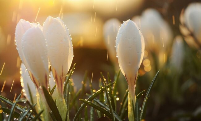 весна, цветы, капель, Погода в Украине