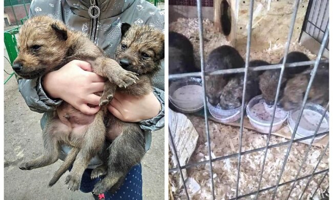 Мати обнюхала і більше не підходила: в одеському зоопарку розігралася драма з вовчатами, відео