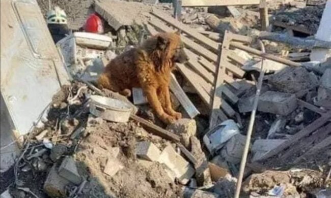 Боец ВСУ потерял всю семью после ракетного удара в Днепре, фото: "Выжил только домашний любимец"