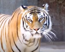 "Хороший знак": з'ясувалися обставини раптової смерті тигра на прізвисько Путін